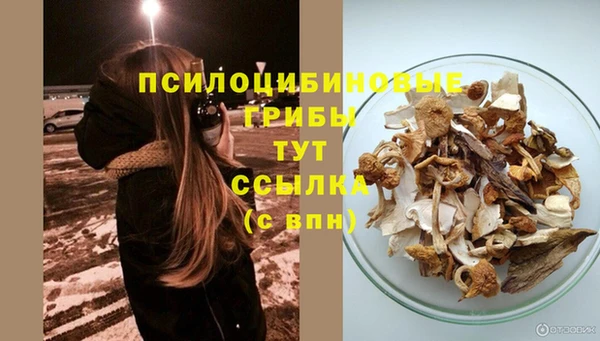 стаф Медногорск